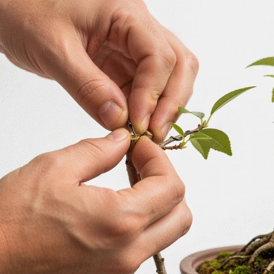 Close-up of hands performing a grafting technique on a small bonsai branch