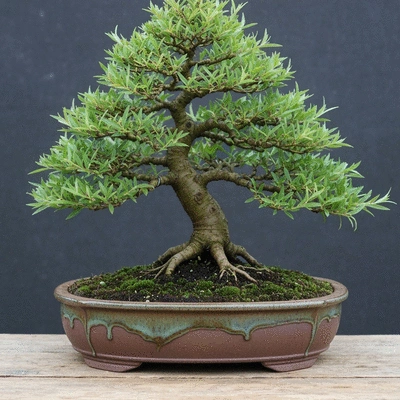Beautiful naturalistic bonsai tree in a ceramic pot, indoors, natural lighting